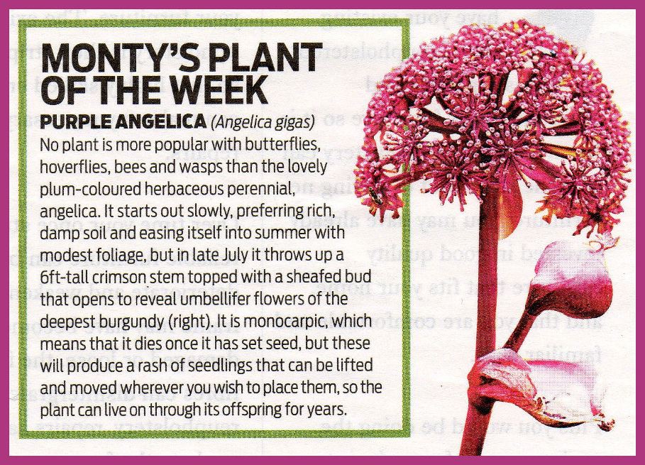 Article about Purple Angelica